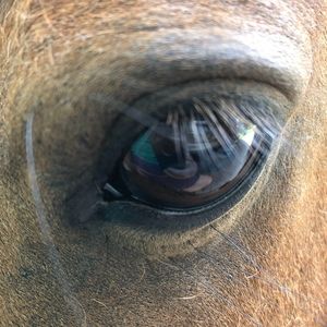 Meet your Posher, Ellen